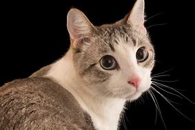 a cat may look at a king